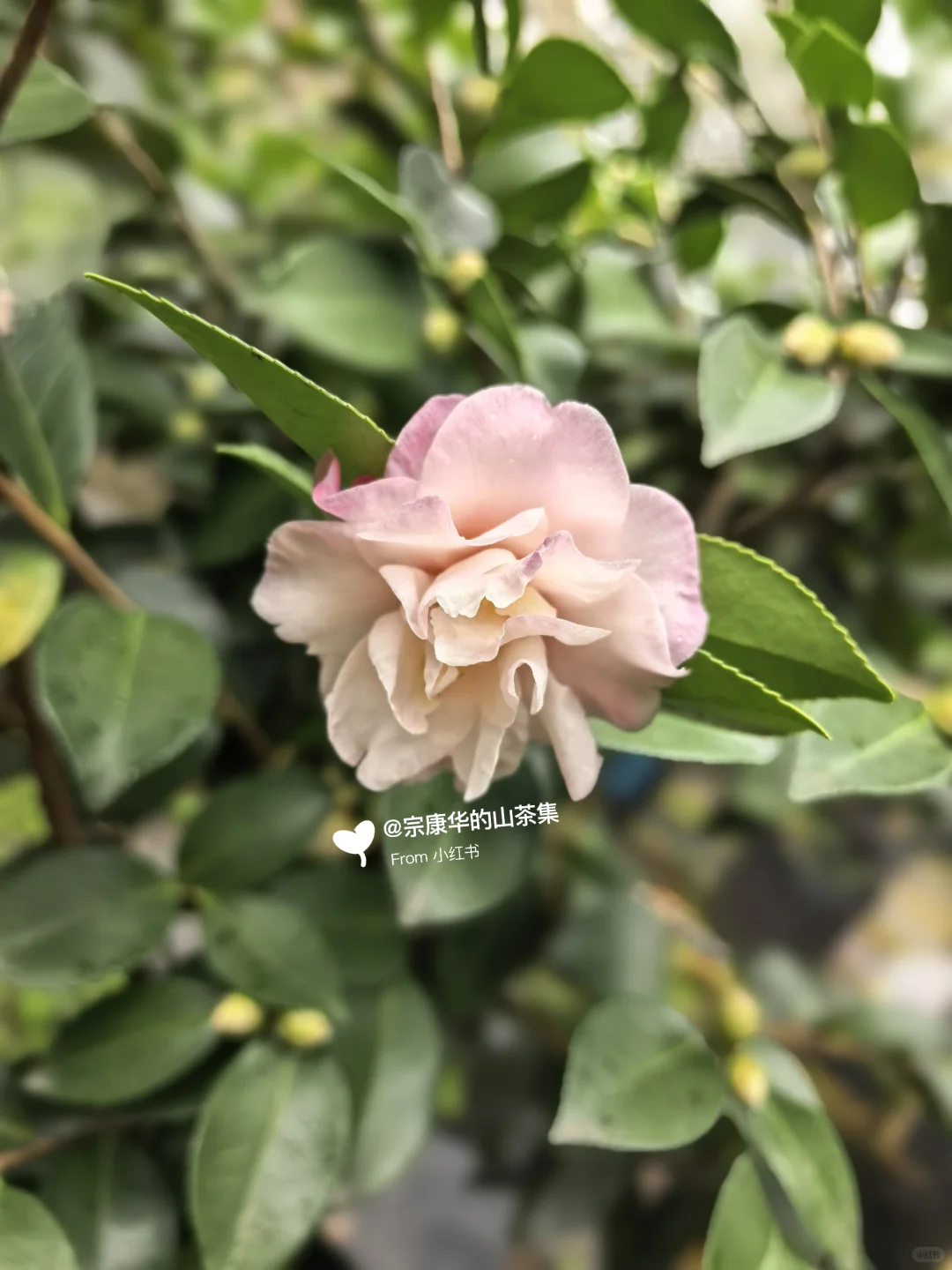 自育茶梅:芳华(Camellia hiemalis ‘Fanghu