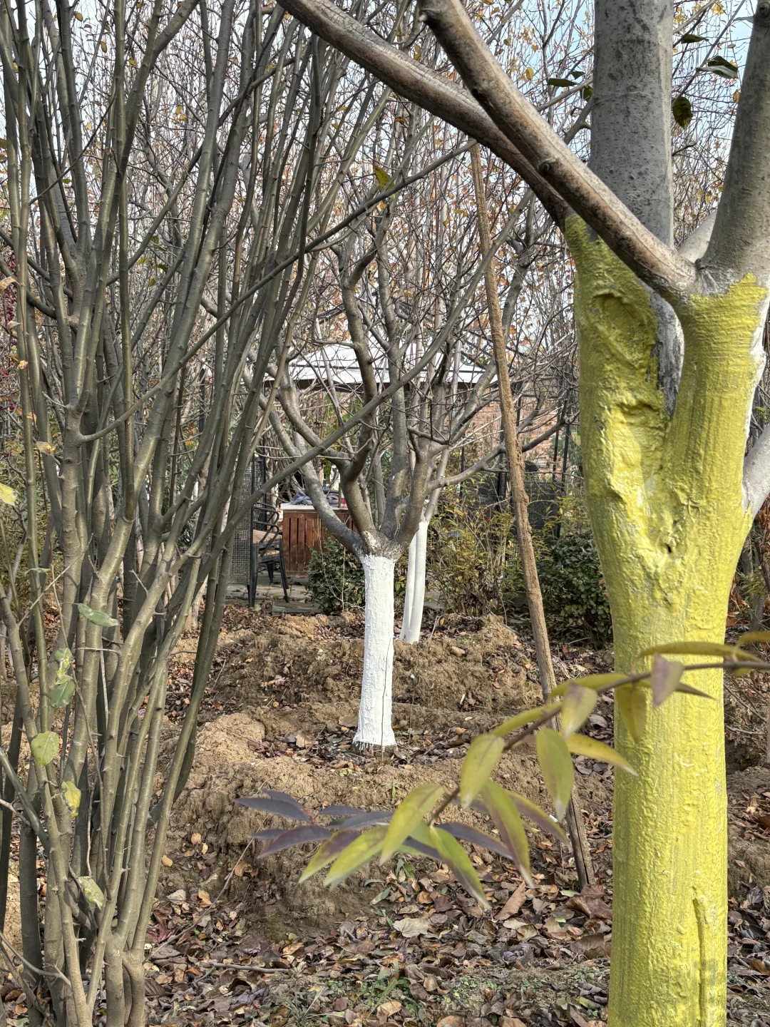 ? 北方树苗过冬前准备