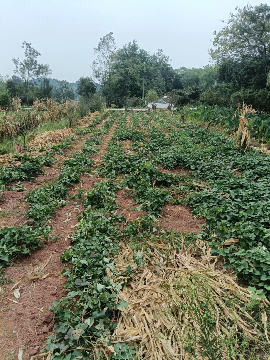 辞职回村创业建大棚，终于要搭建完成啦