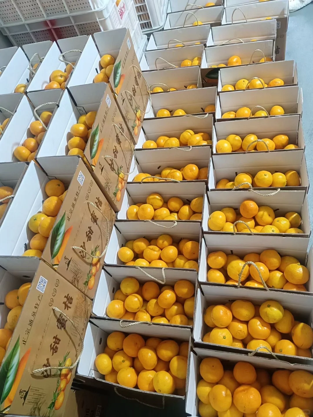 重生之我在农村卖橘子?