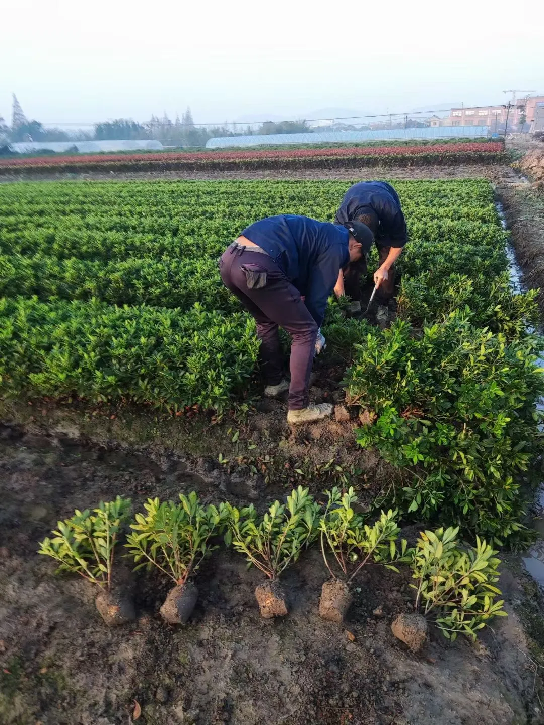 宁波毛鹃小毛球｜工程&庭院绿化刚需苗?