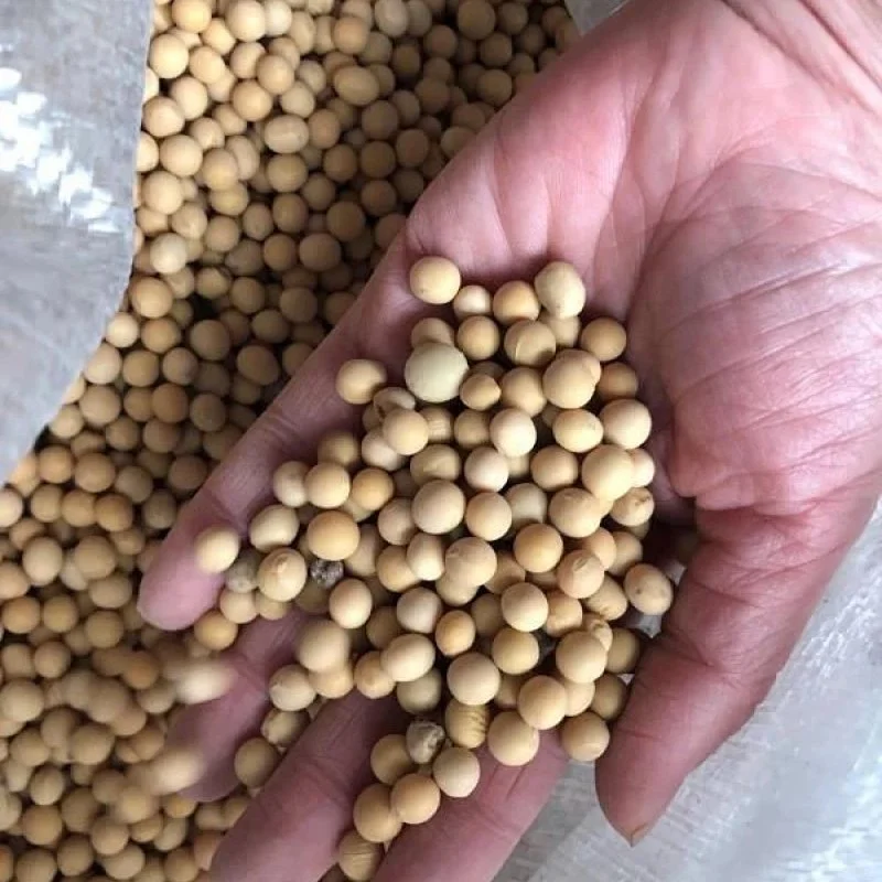 柴火泉水豆干自留种老品种黄豆酵素种植