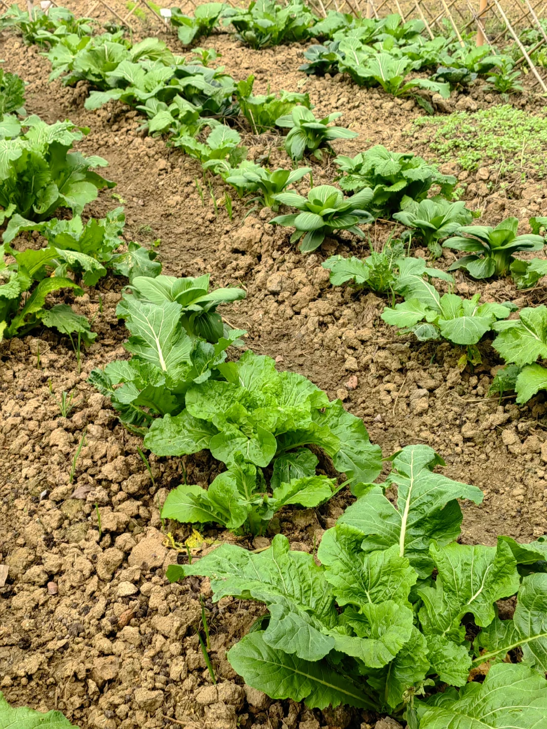 田园生活乐趣多，在地里挖呀挖呀挖?