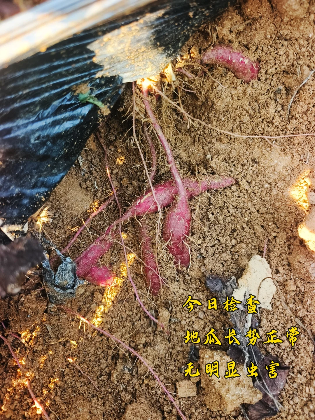 我在云南种地的第四年(1)