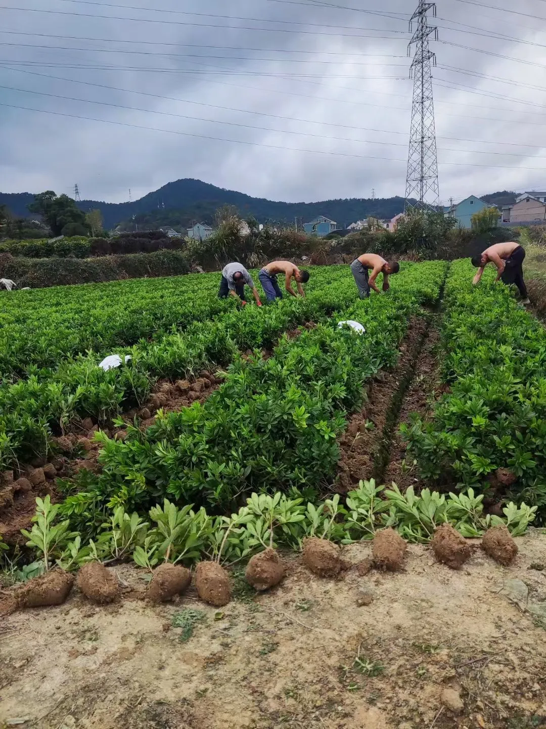 宁波毛鹃小毛球｜工程&庭院绿化刚需苗?