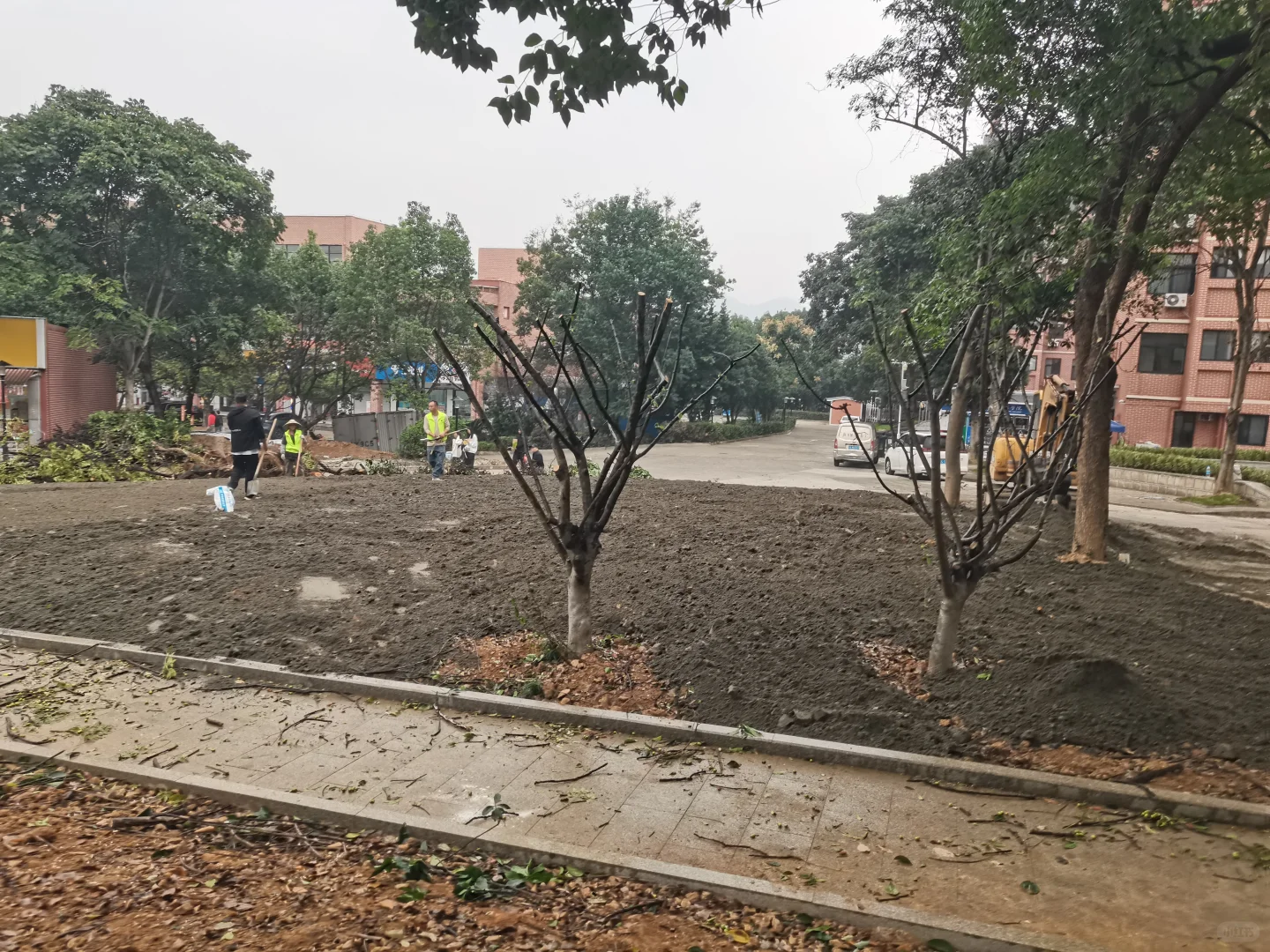 秋季是树木修剪施肥种植季节，来年长势更好