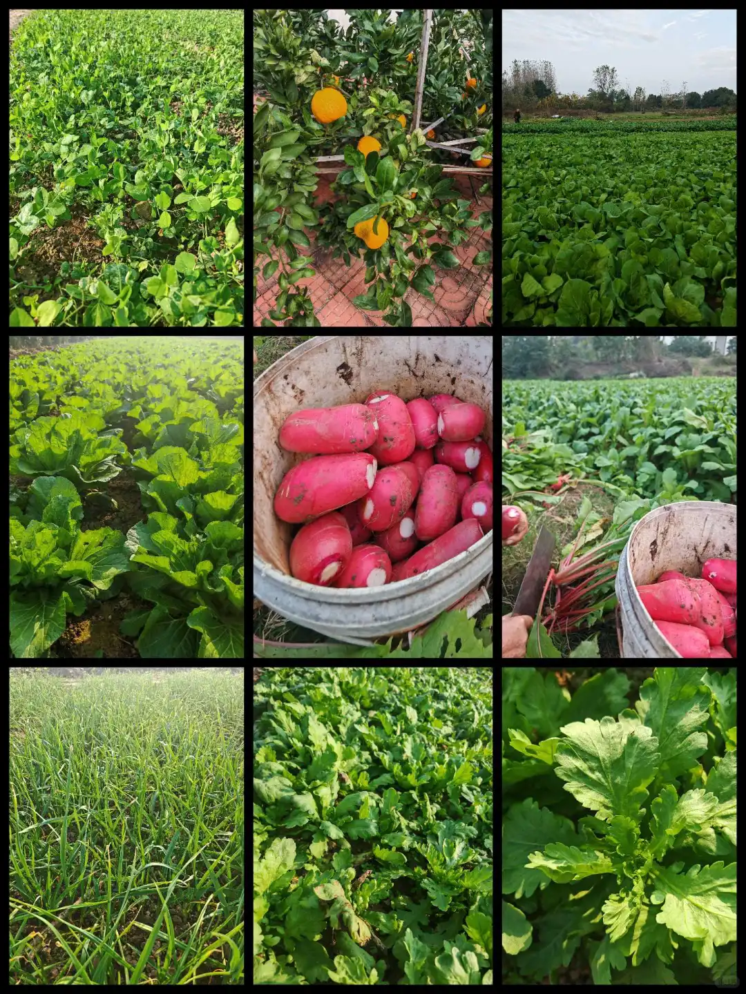 在小菜园里干点活