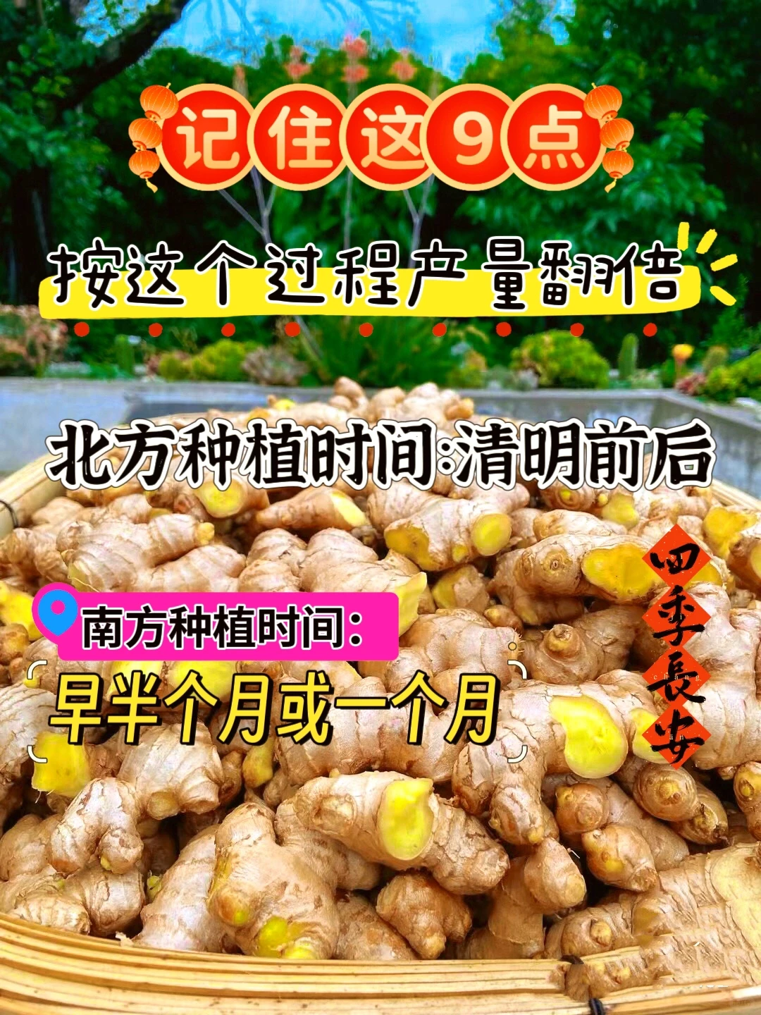 种生姜，高产丰收