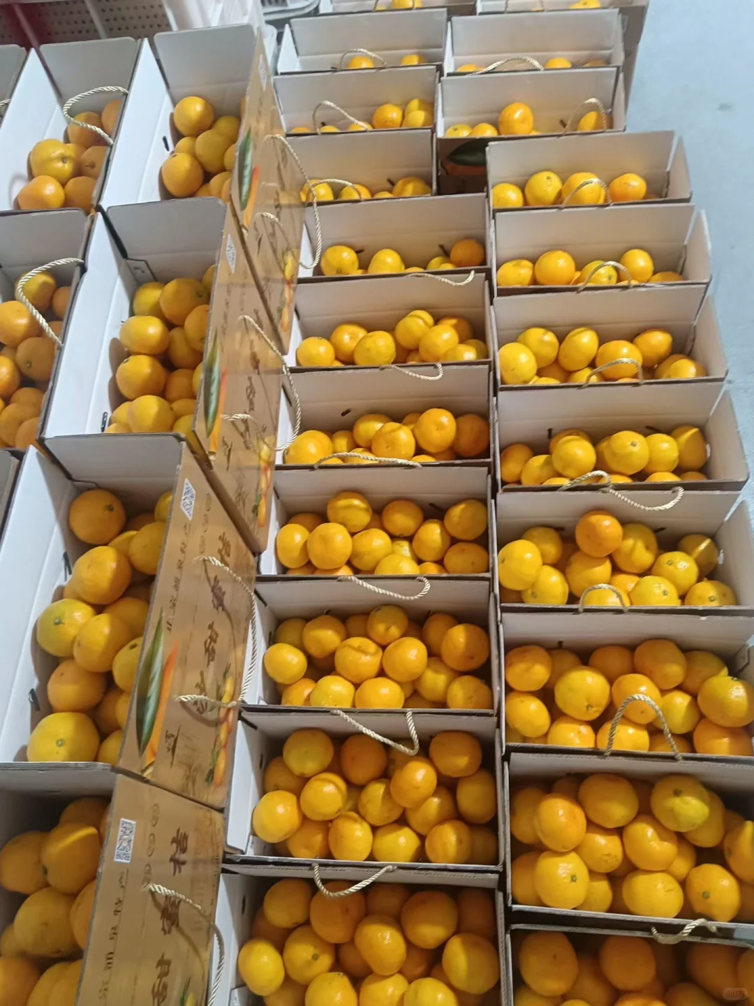 重生之我在农村卖橘子?