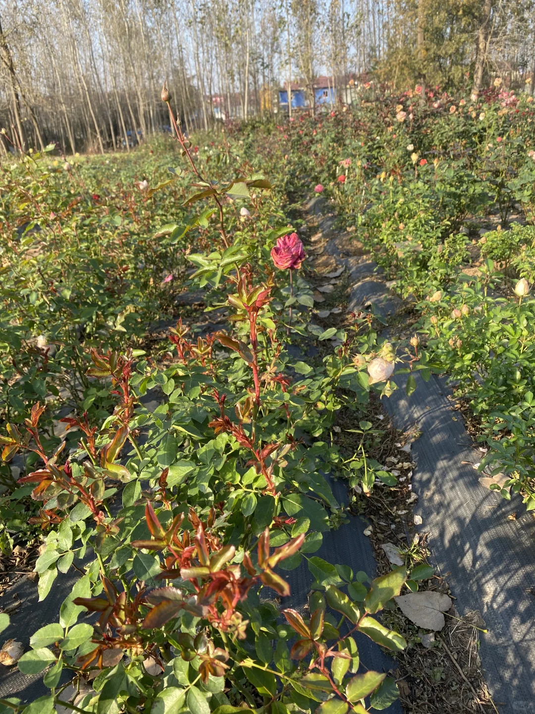 身在花丛中，浑身都是刺