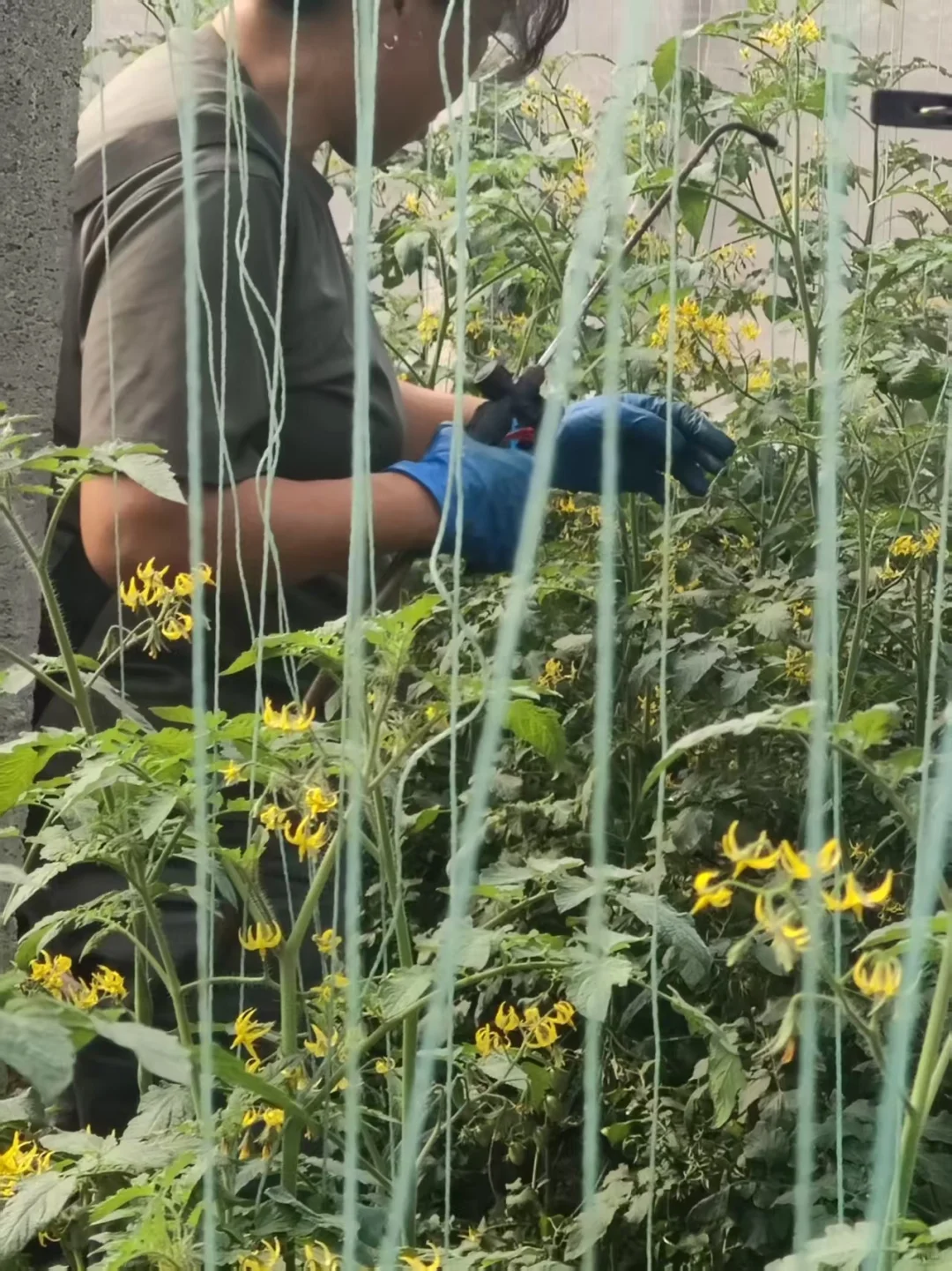 90后回乡创业种植大棚之中秋篇