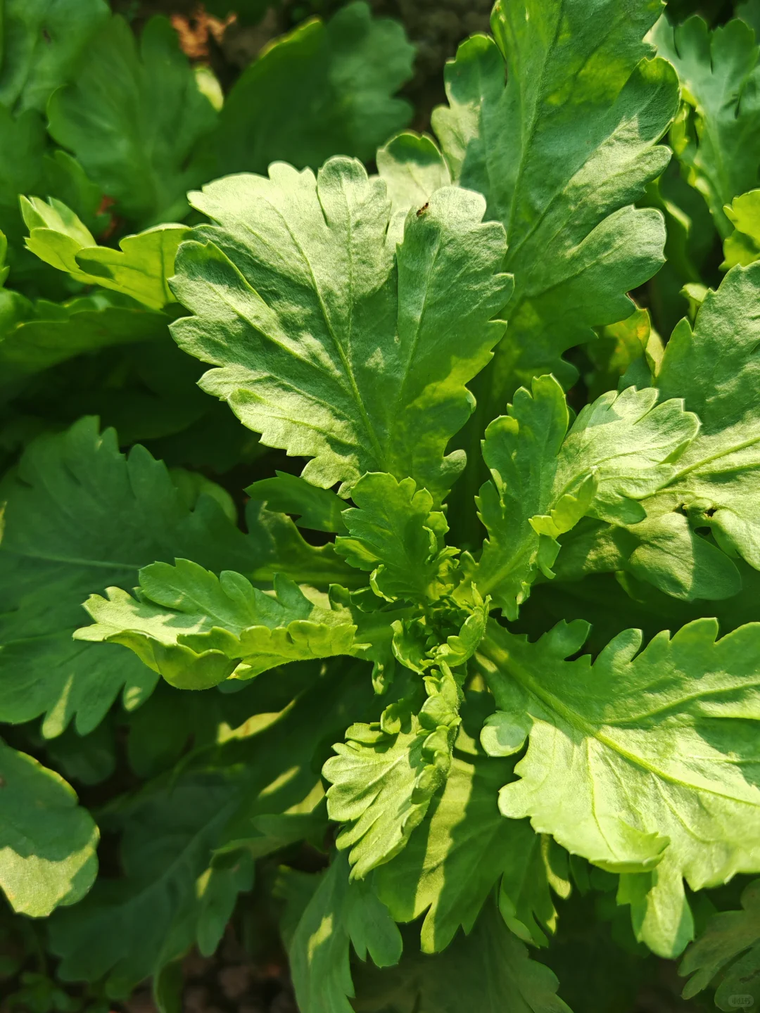 在小菜园里干点活