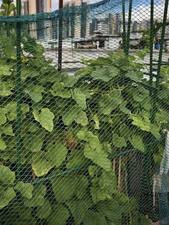 农村种菜用养殖网，爬藤高产还省空间