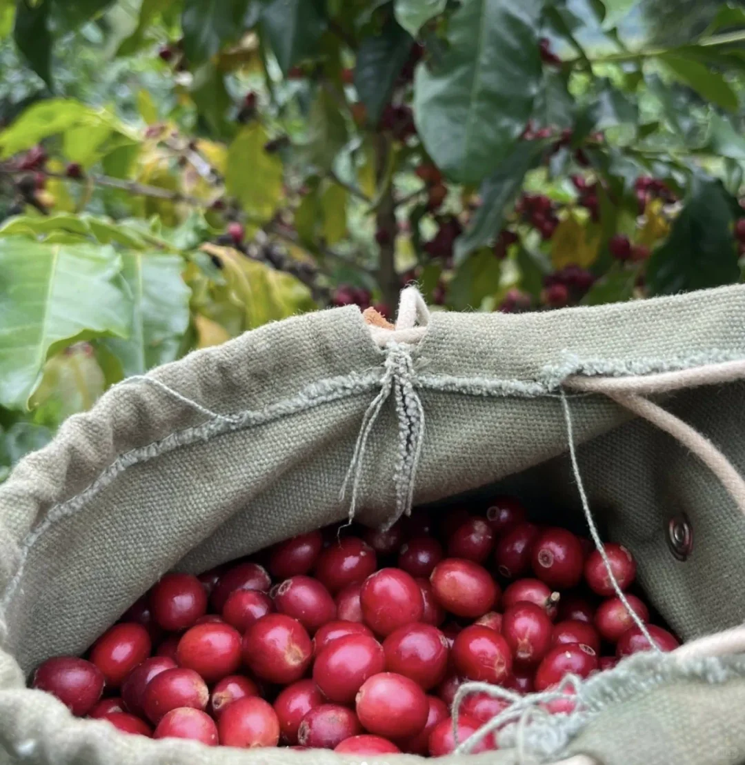 香港也有可持续种植的咖啡园☕️