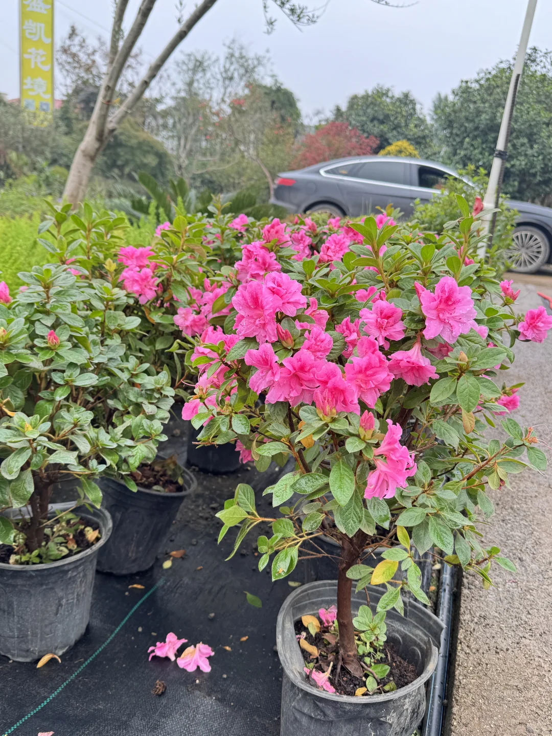 终于让我在长沙找到了一站式庭院采购的地方