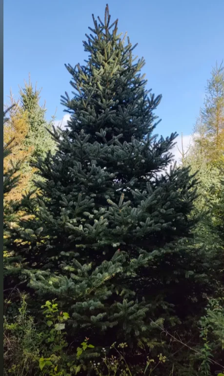 云杉2m-6m可以出圃了，有需要的吗