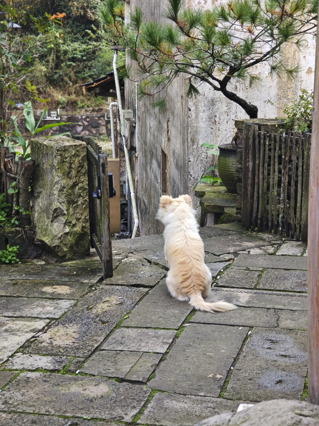 从民宿看见一座城的野心 #民宿洞察