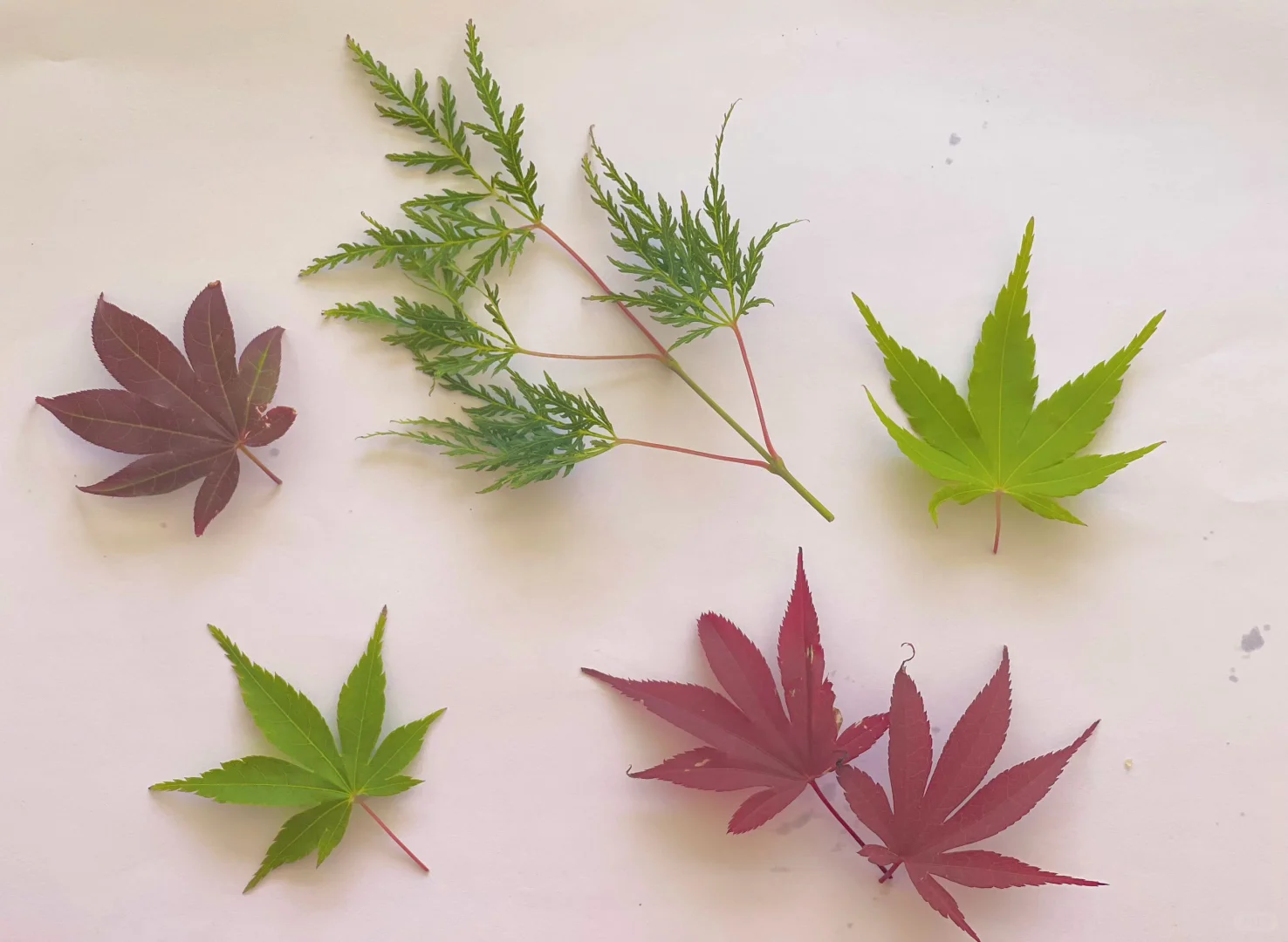 买家秀（日本枫）