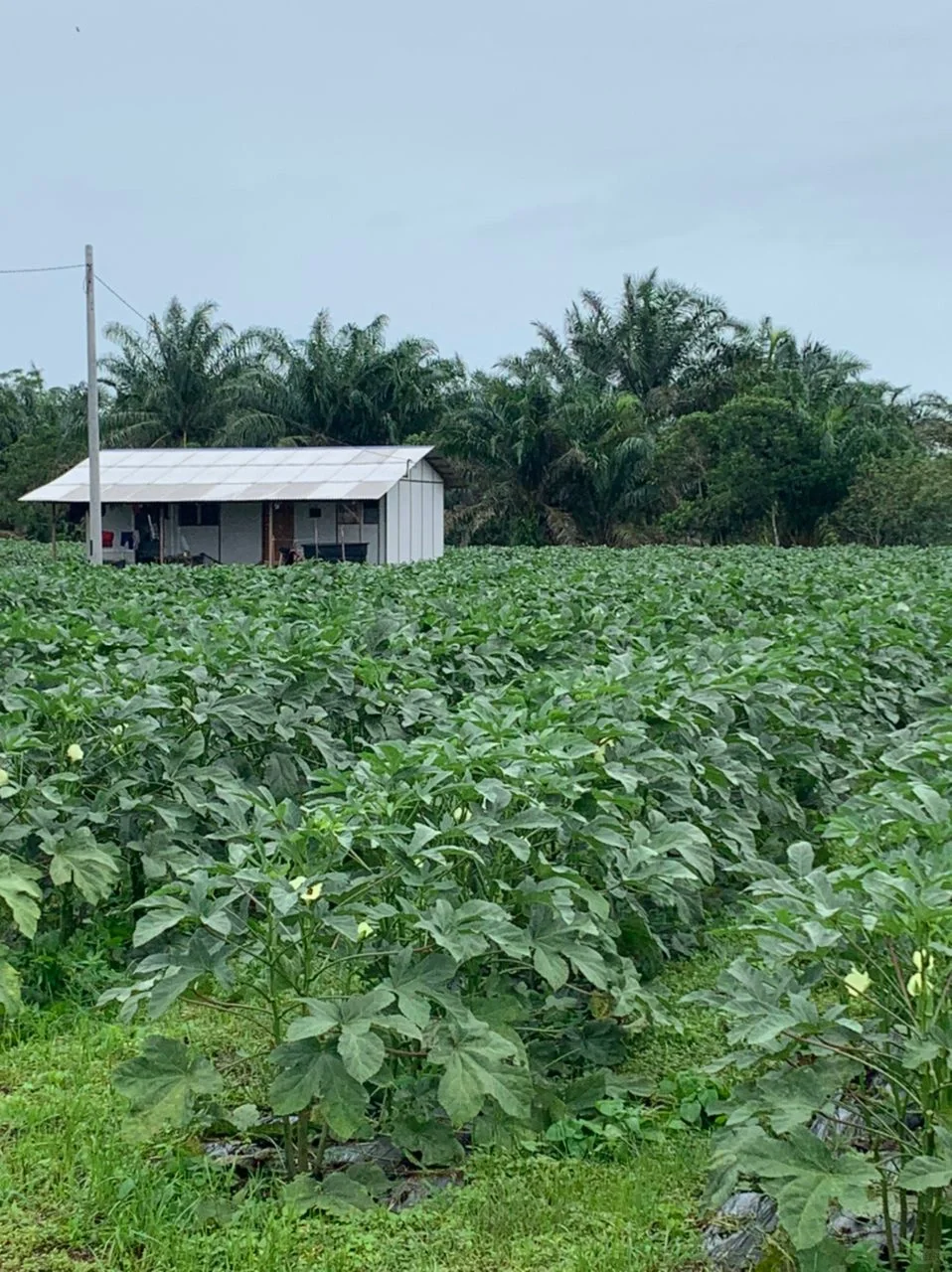 价钱不好我们还是坚持的种?‍?