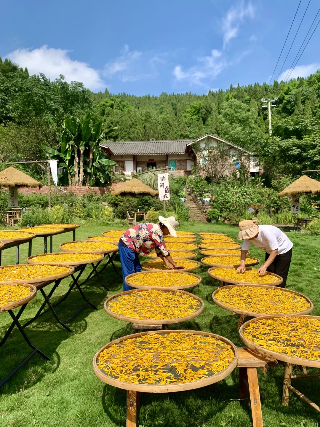 乡村振兴 |硕果累累