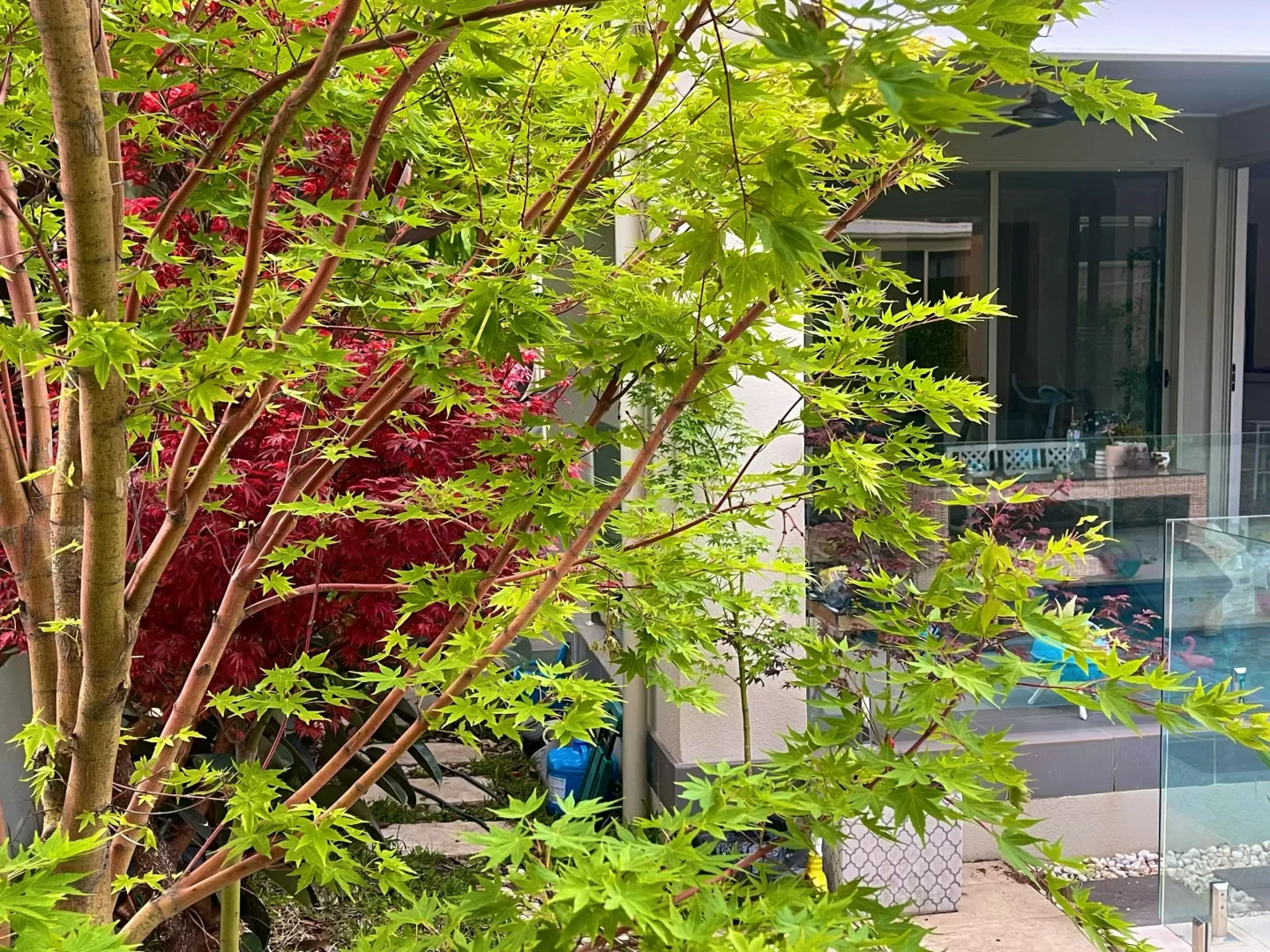 买家秀（日本枫）