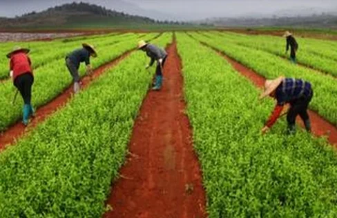 国家中药材生产扶持项目: