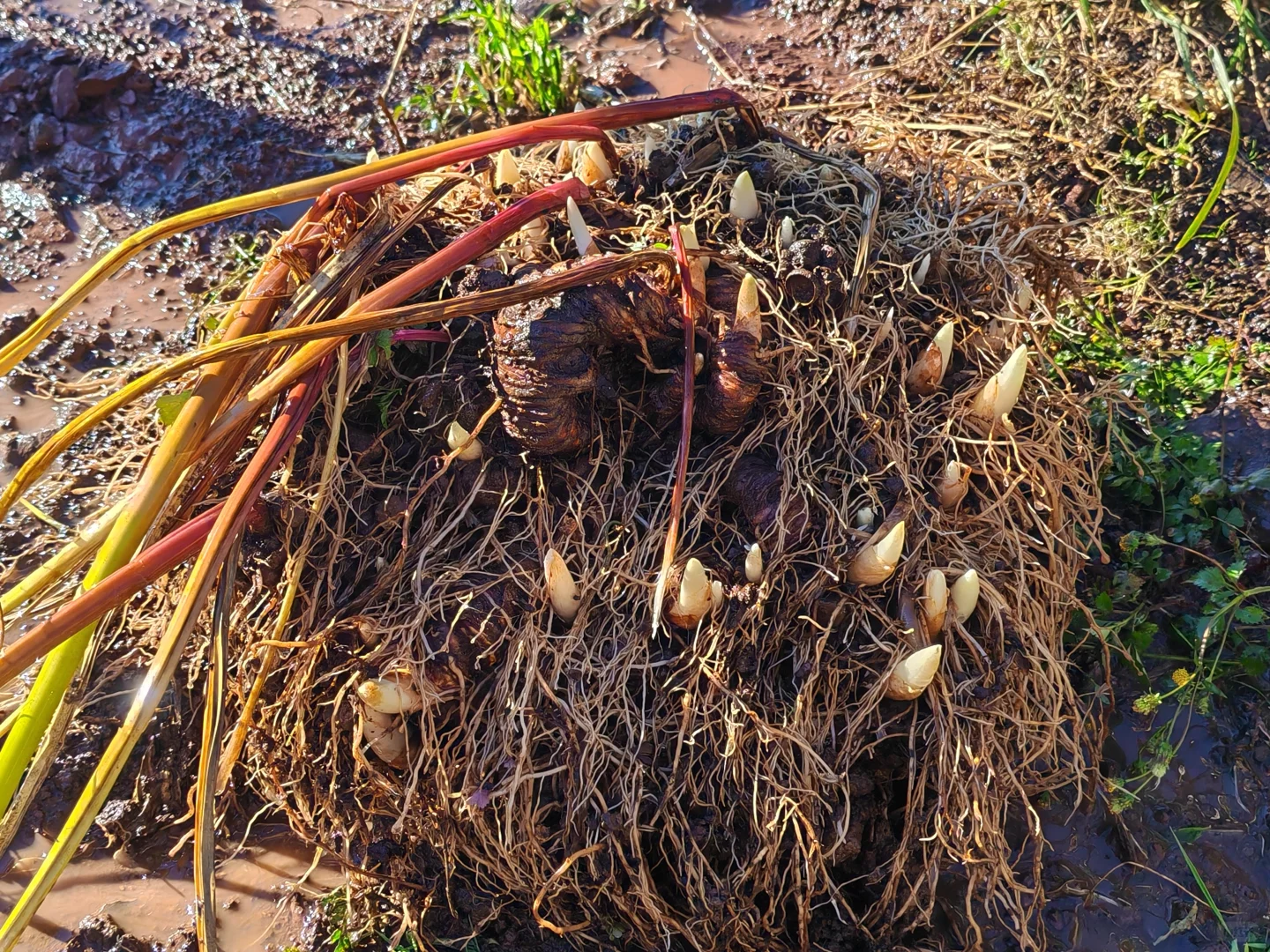 要售卖滇重楼，都是种植十来年的大重楼