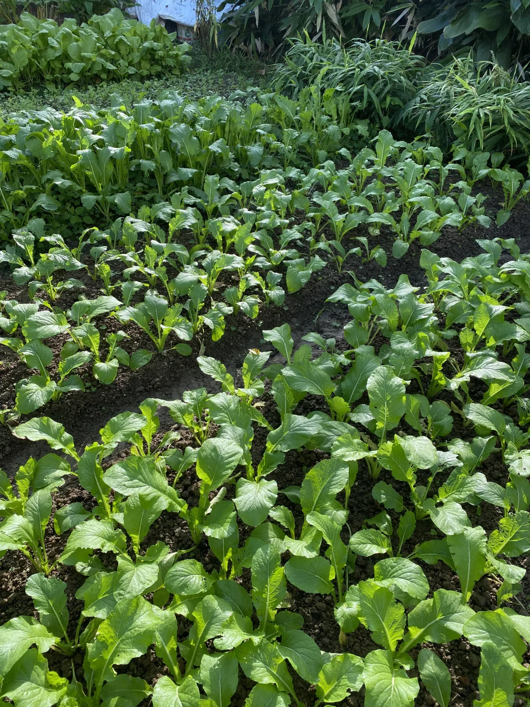回村躺平 | 这个月只花260,照样吃香喝辣