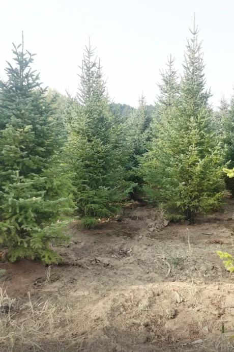 云杉2m-6m可以出圃了，有需要的吗