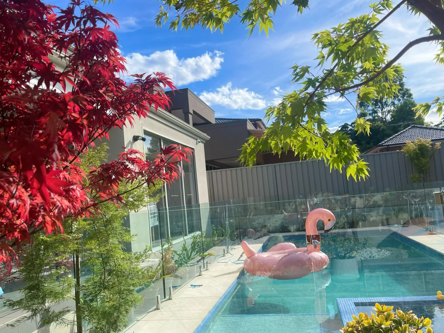 买家秀（日本枫）