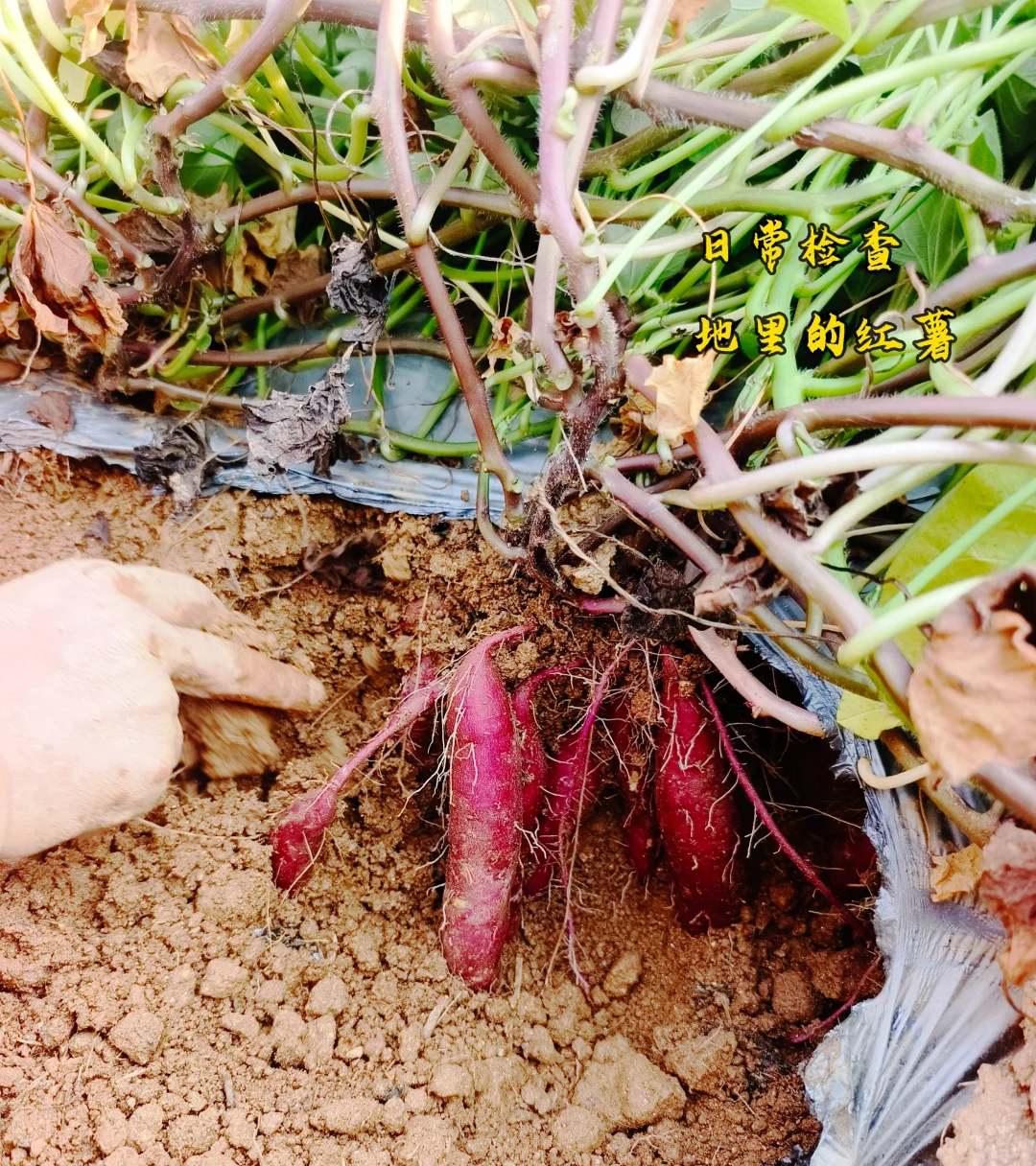 我在云南种地的第四年(1)