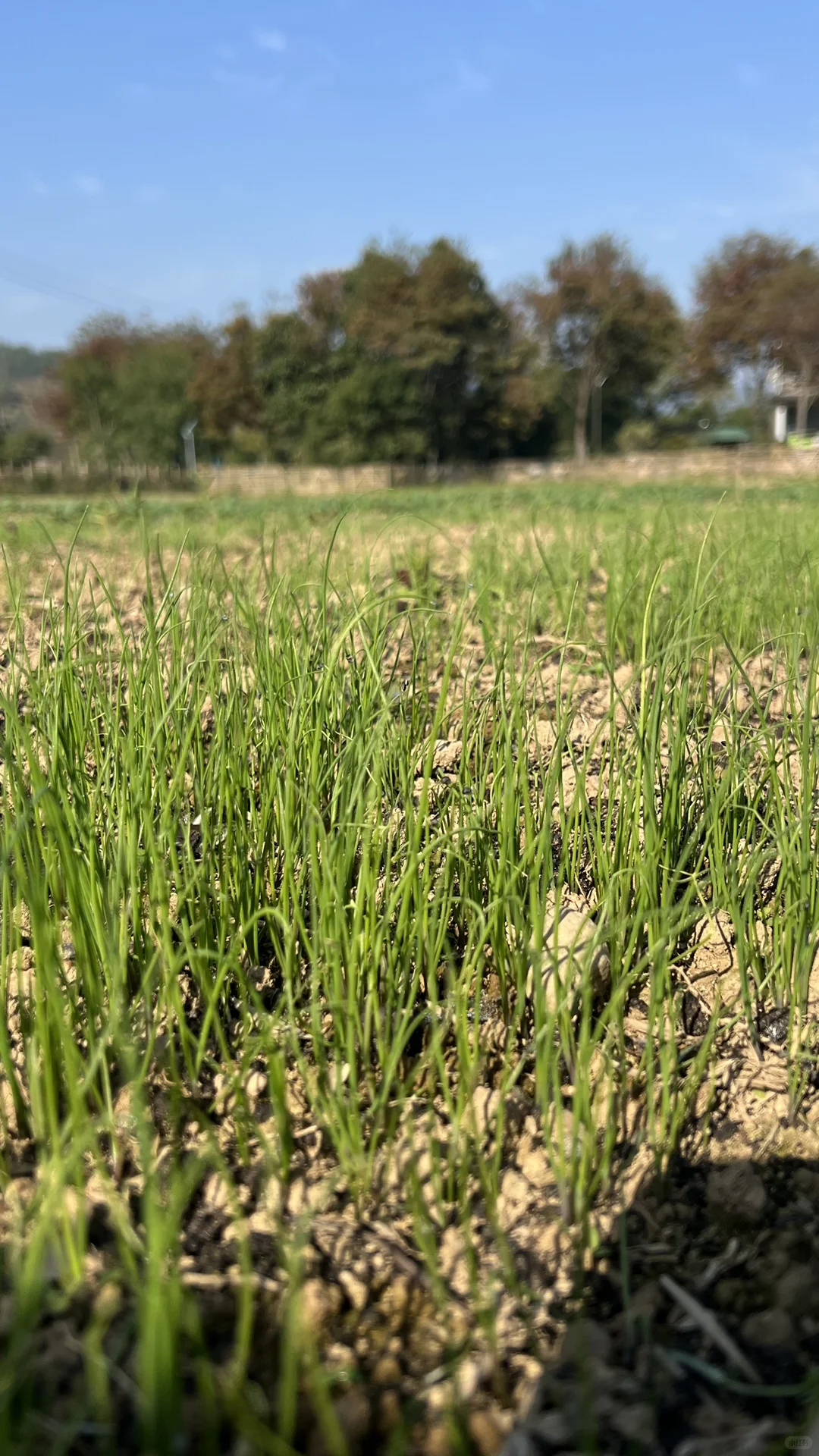 四季常春的四季农场｜冬日实况