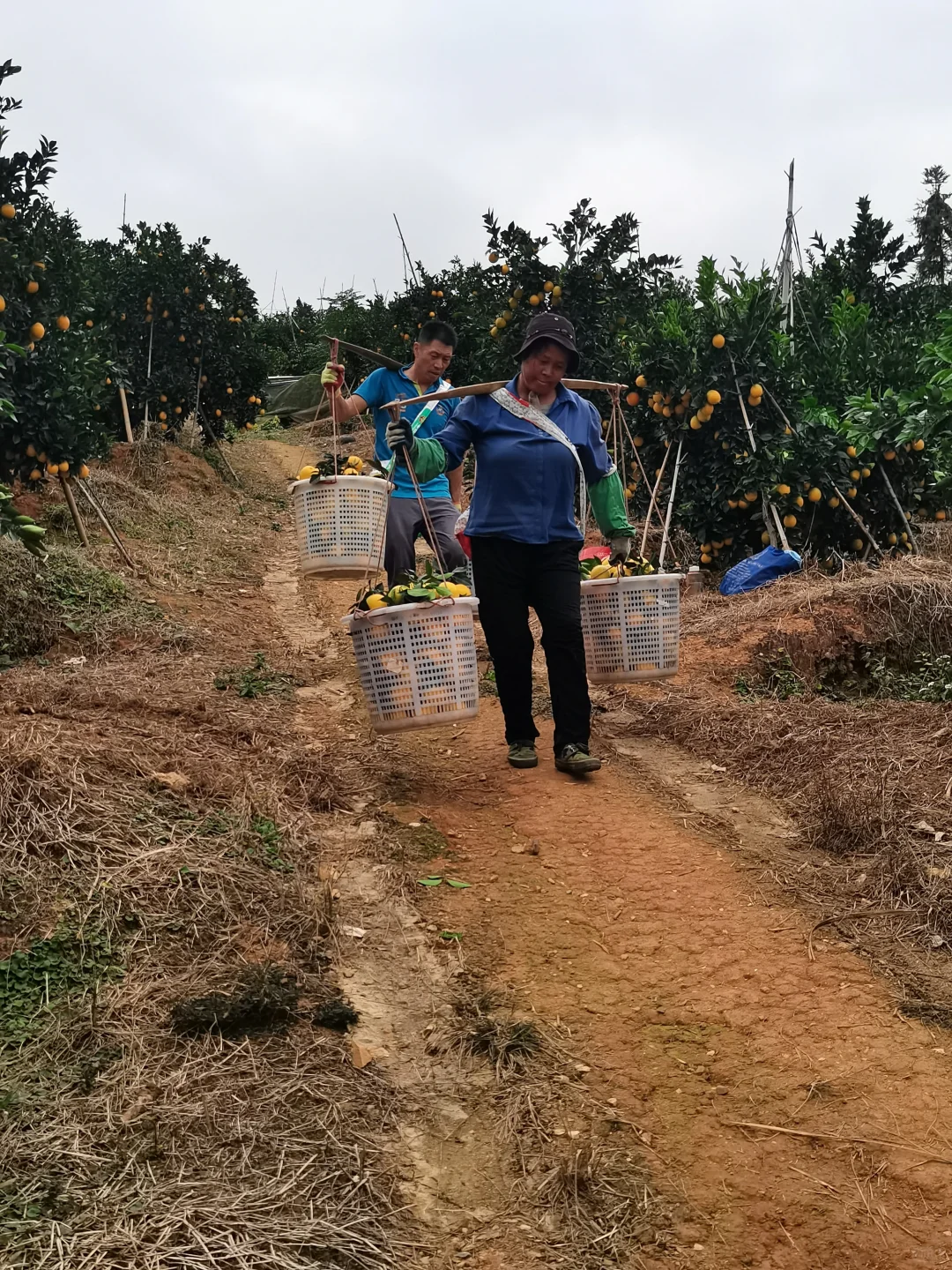 真实的农村没有诗和远方！只有挑着百斤橙子