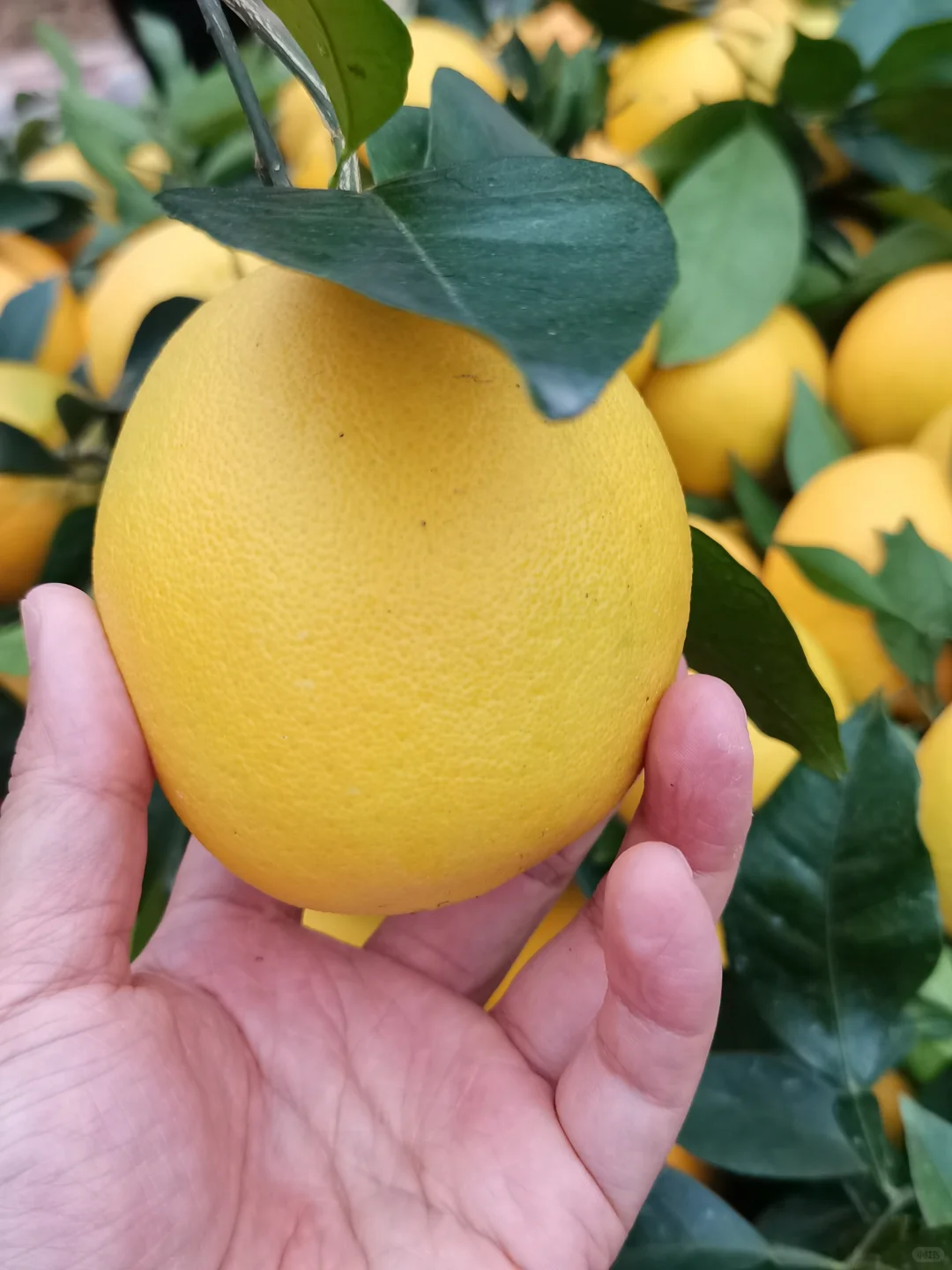 真实的农村没有诗和远方！只有挑着百斤橙子