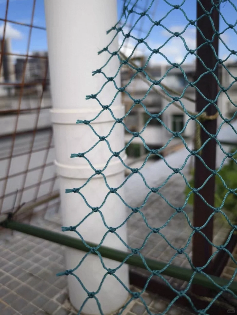 农村种菜用养殖网，爬藤高产还省空间