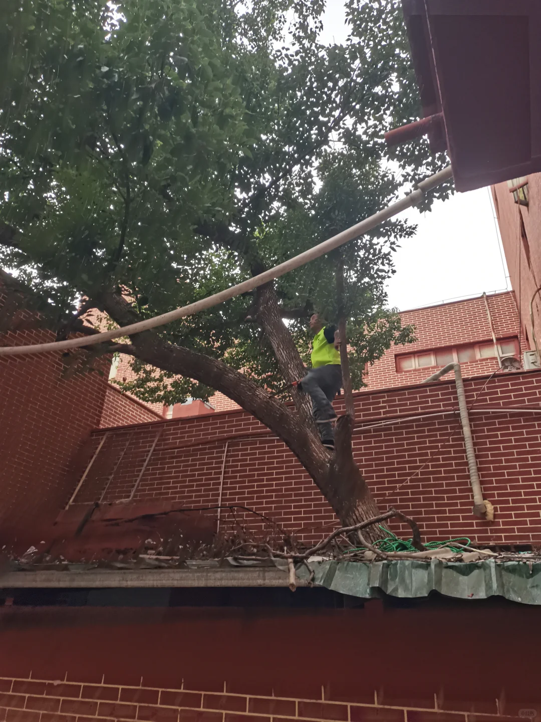 秋季是树木修剪施肥种植季节，来年长势更好