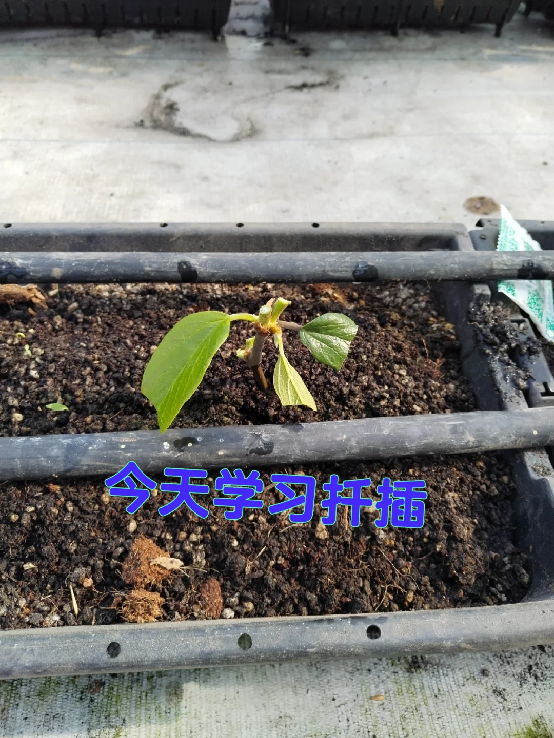 中年少女跨行农业种植基地工作第二十天