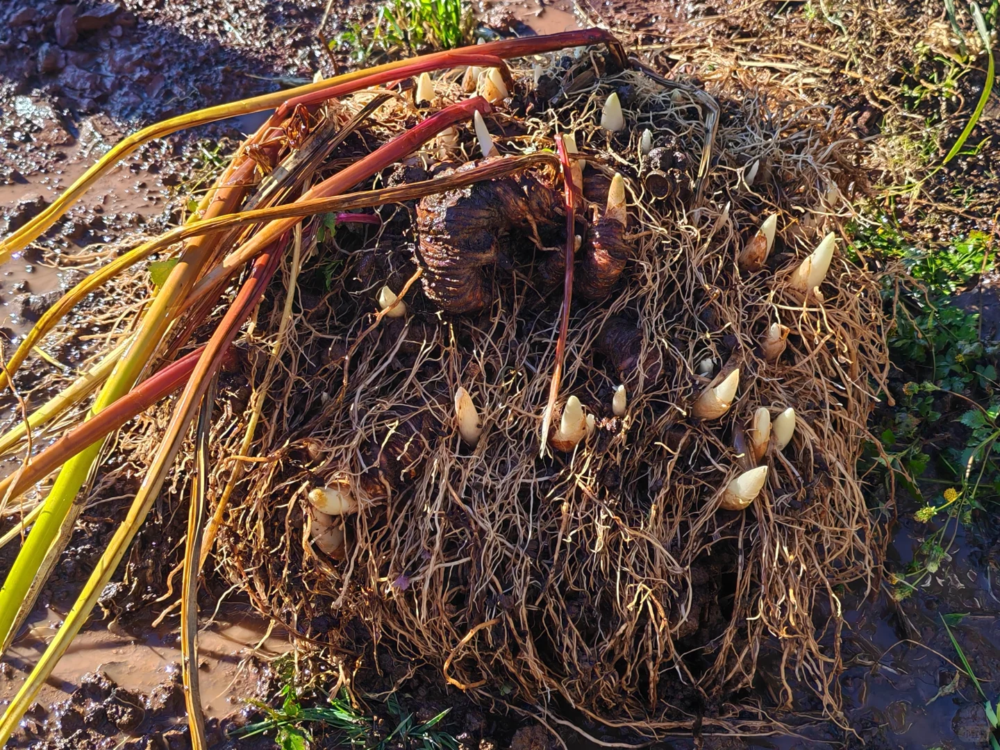 要售卖滇重楼，都是种植十来年的大重楼