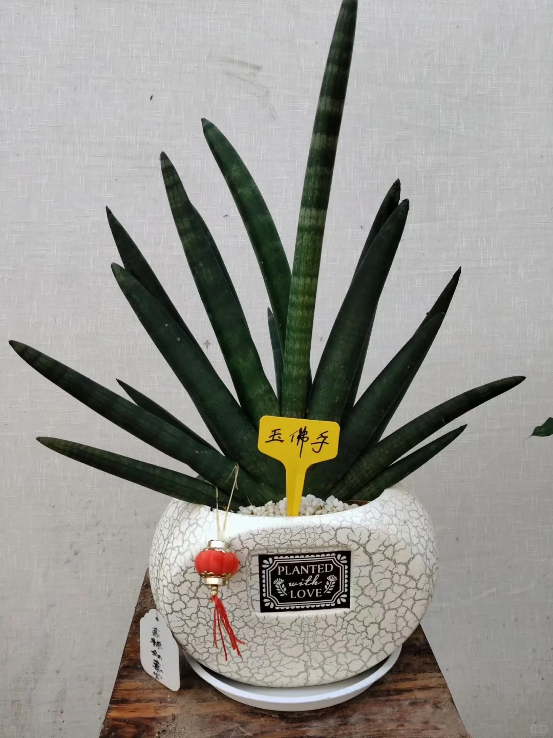 自家花棚大甩卖了！爱花的朋友请看！