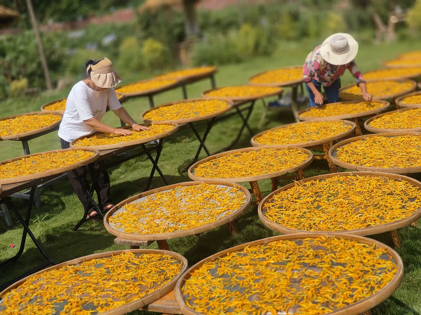 乡村振兴 |硕果累累