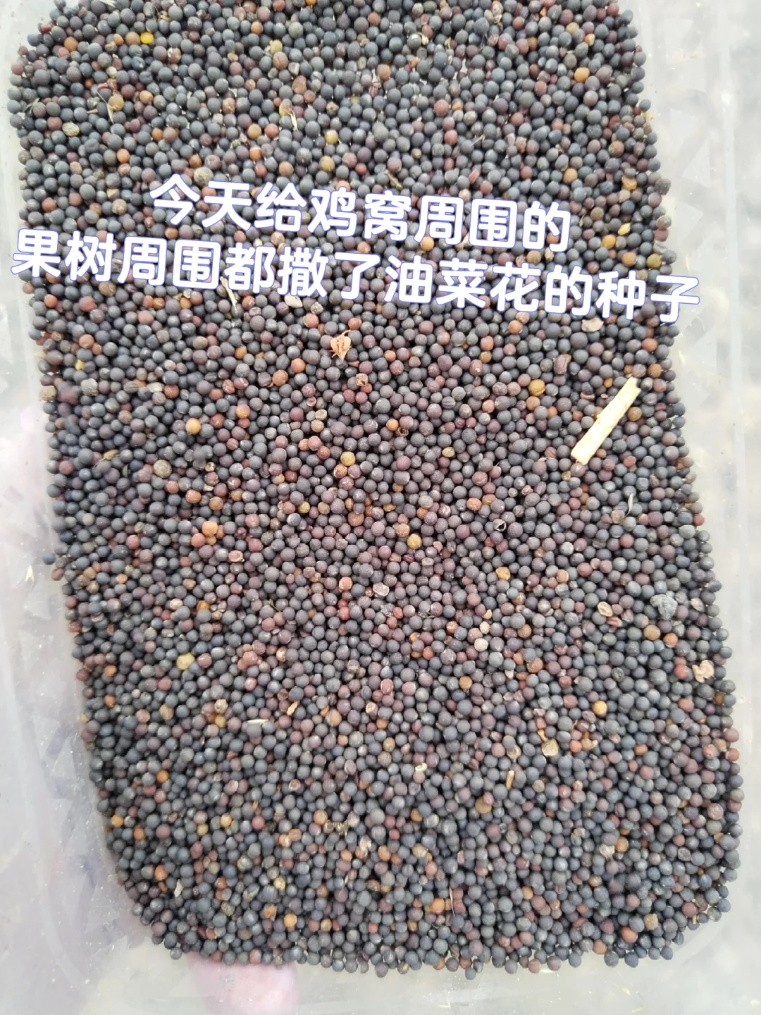 中年少女跨行农业种植基地工作第二十天