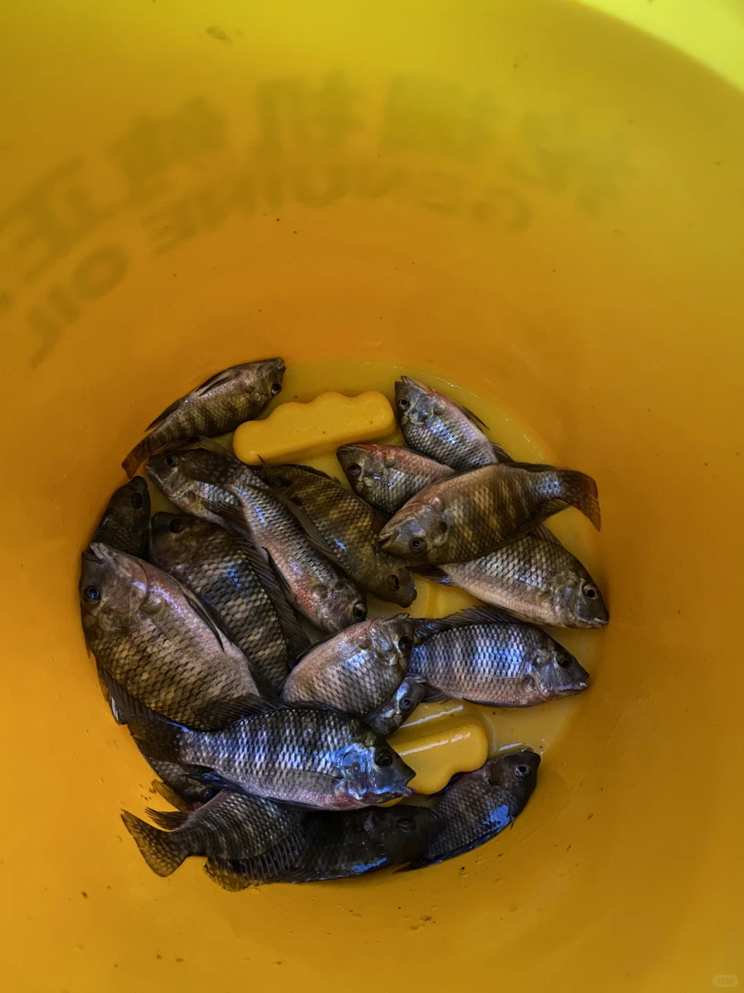 回村躺平 | 这个月只花260,照样吃香喝辣