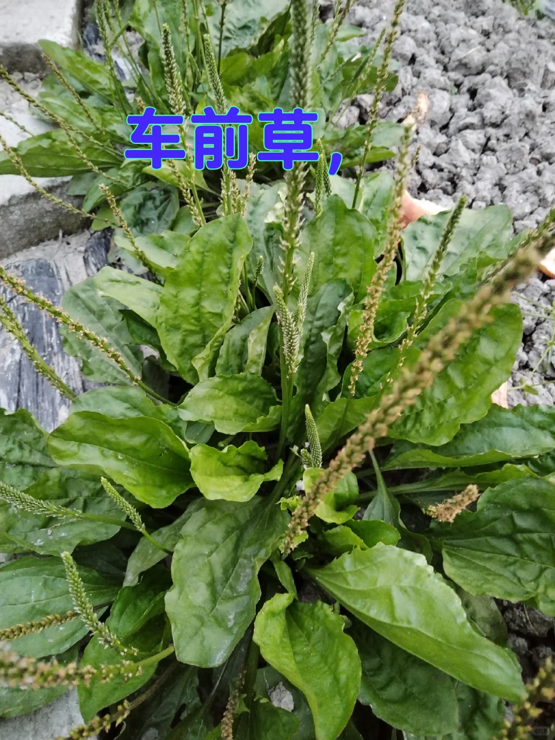 中年少女跨行农业种植基地工作第二十天