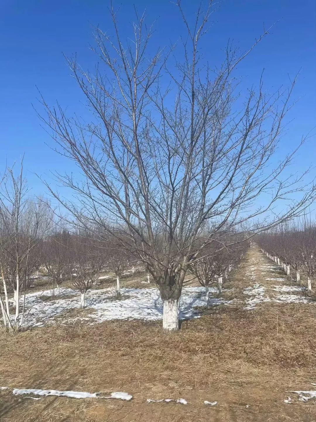 苗圃大量供应樱花树 品种齐全 价格美丽