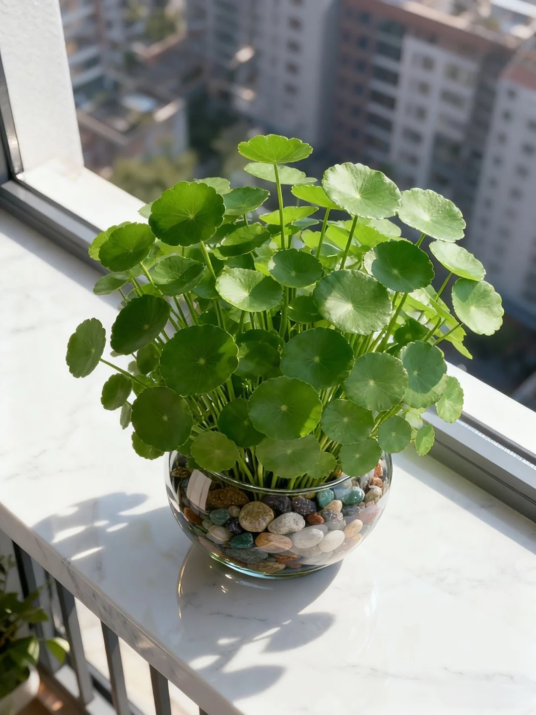 铜钱草水培好还是土培好！关键看效果