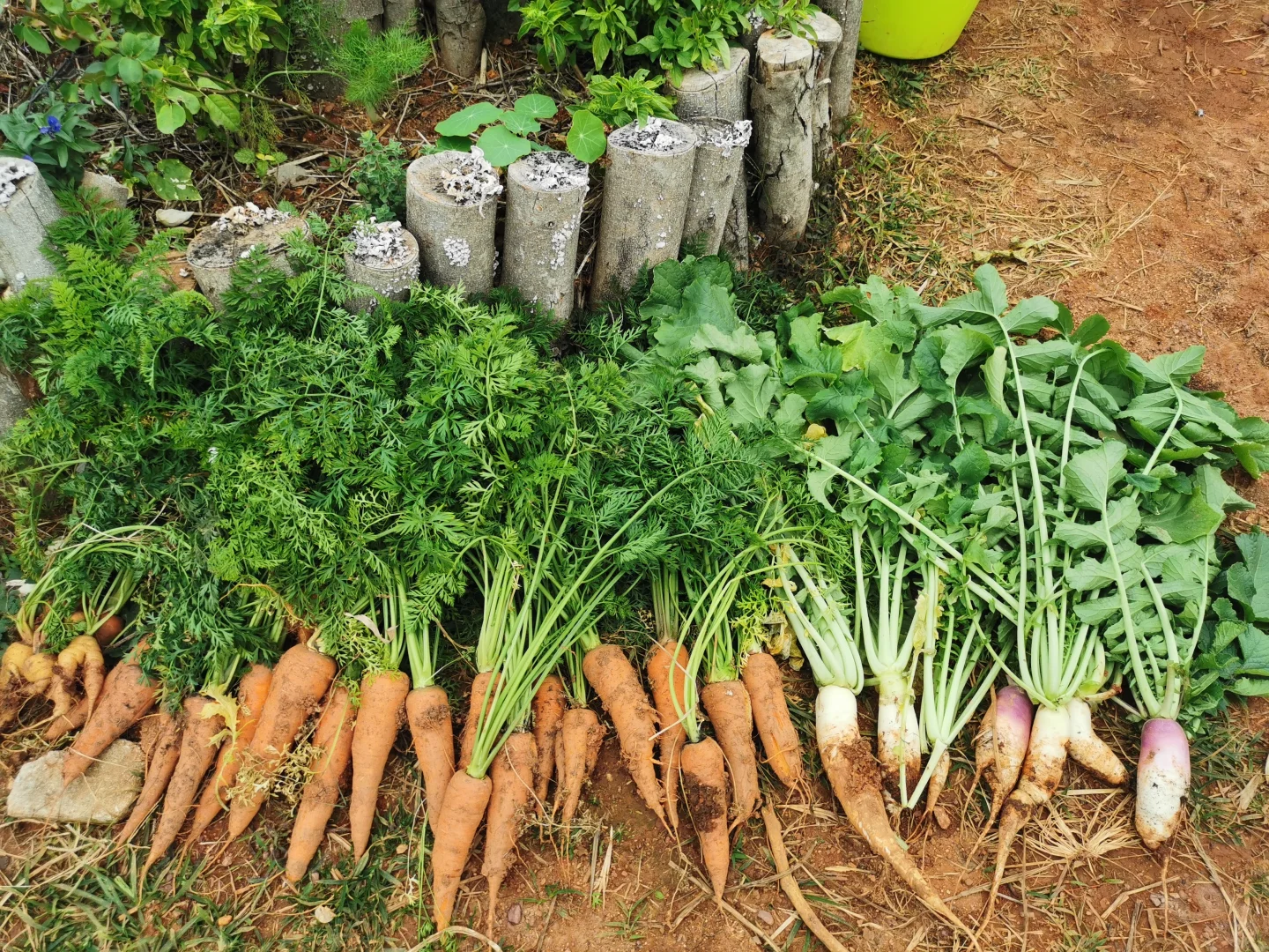 推荐种植的14种根茎作物