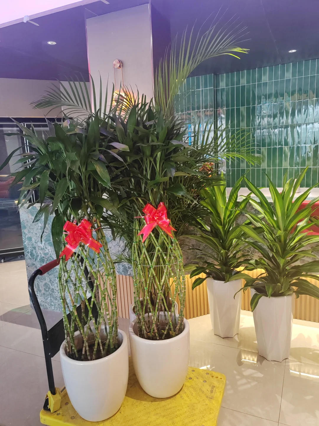 惊呆了！这一堆植物，一天才几块钱