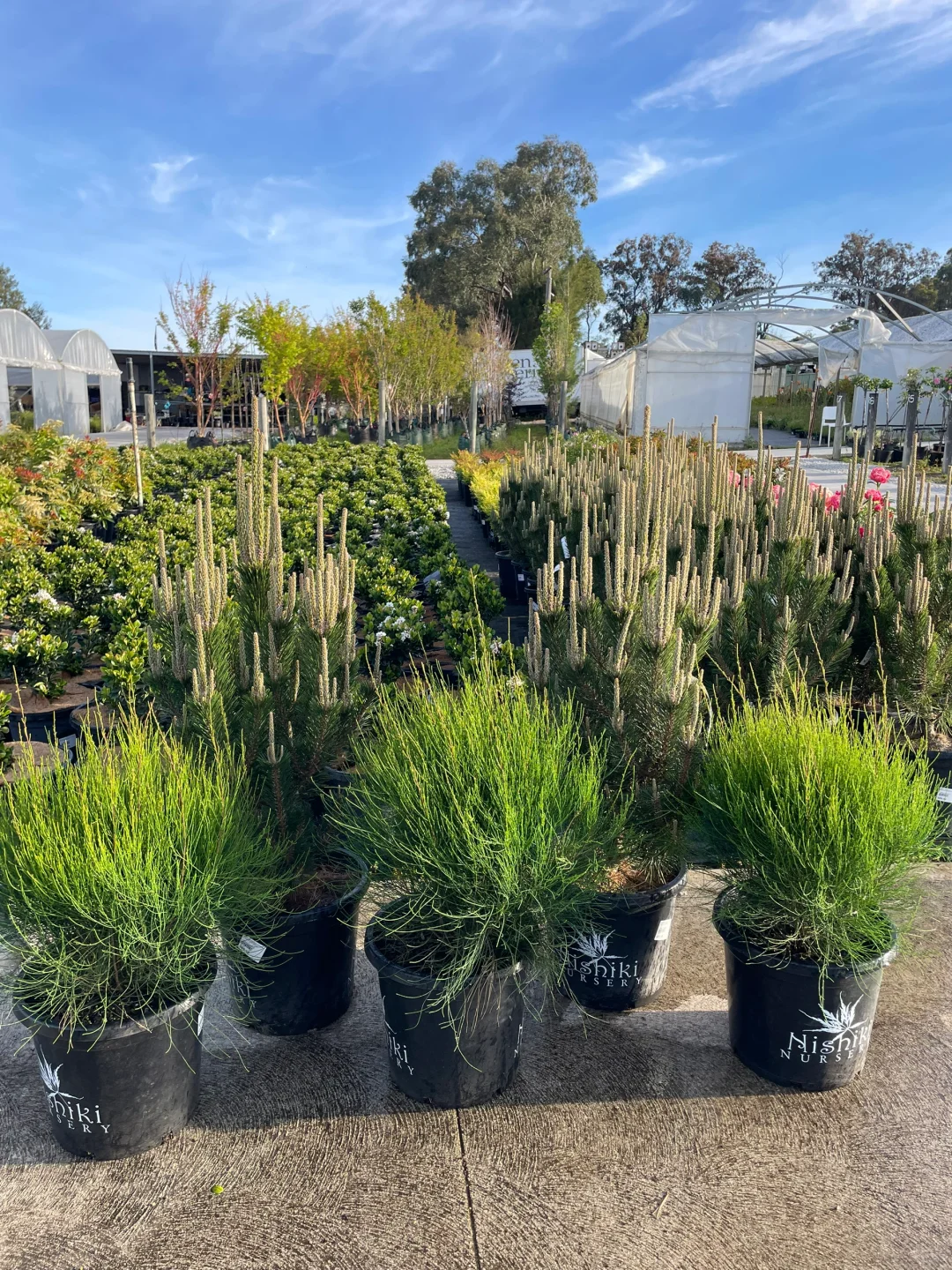 悉尼华人苗圃Camden Nurseries