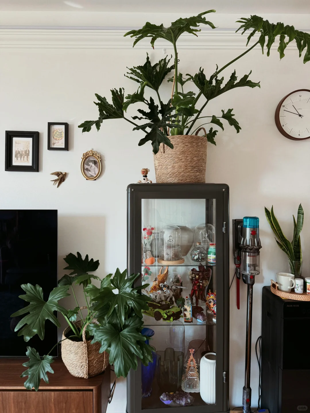 ⸝⸝꙳?i人用绿植爆改出租屋°.