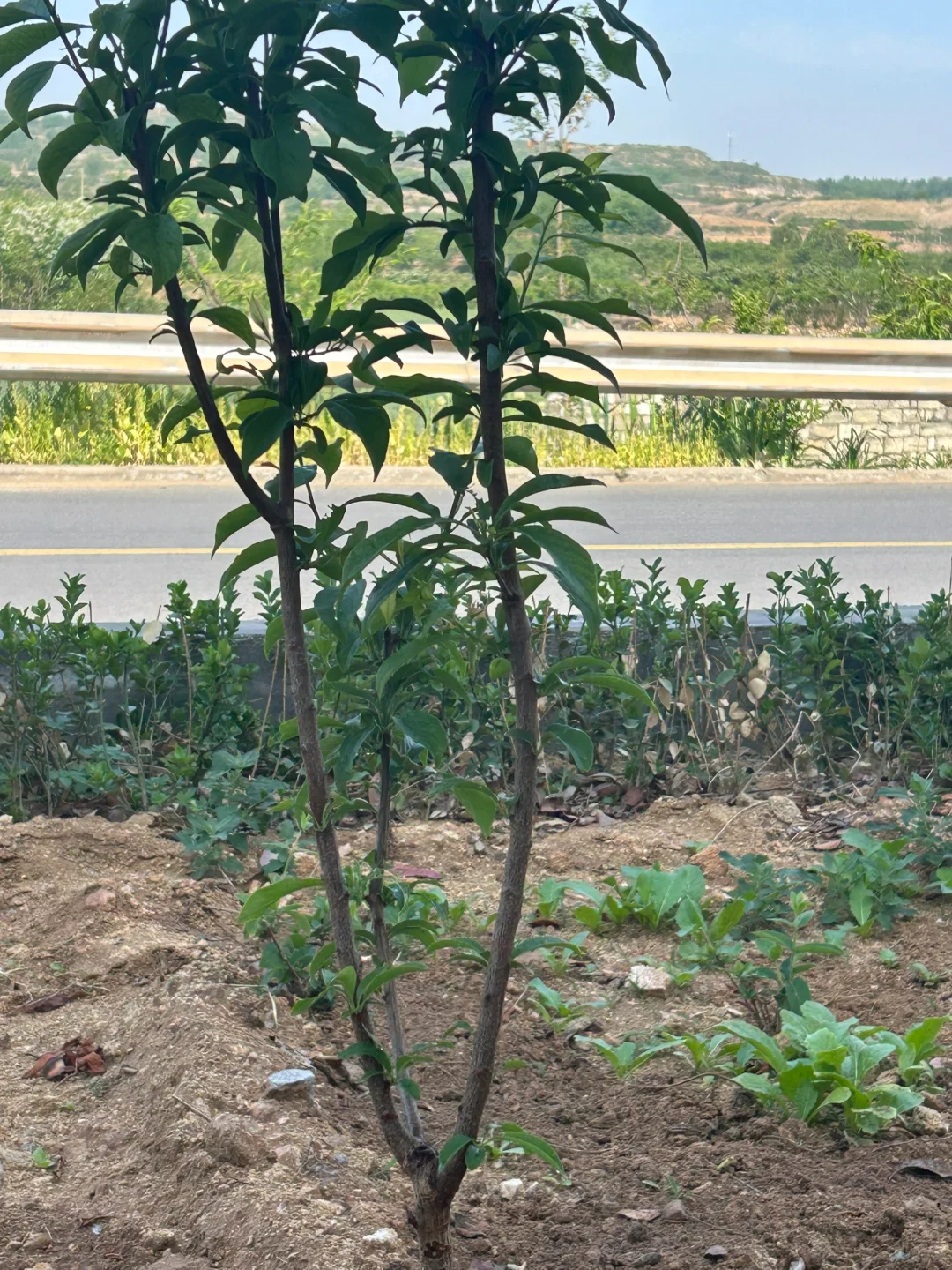 二十多拼多多买的李子树竟然长得这么好